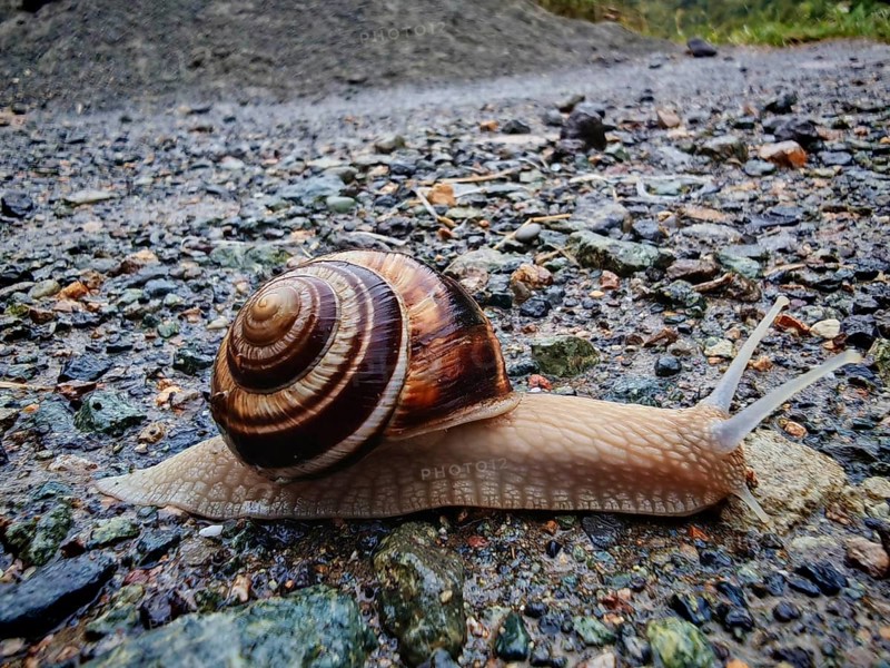 A Helix lucorum (helix lucorum) slowly crawling on a gravel path in nature, close-up, Armenia