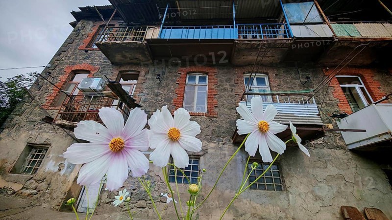 Close-up of white flowers in front of an old residential building with brick and wood, Armenia