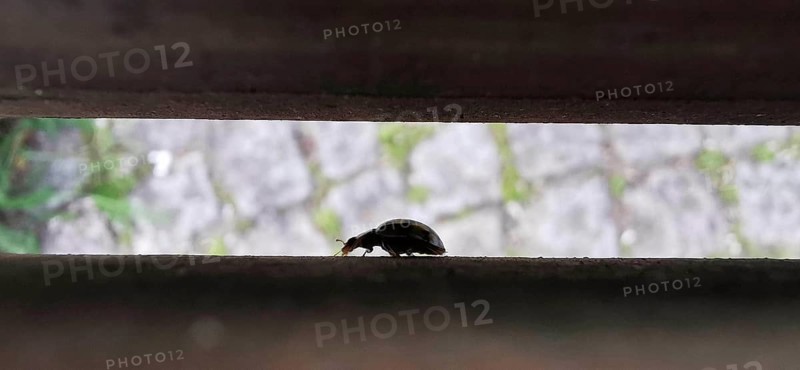 Close-up of a small beetle crawling through a narrow light gap on wood, Berlin