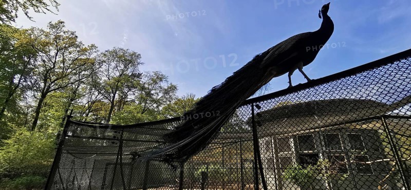 Silhouette of a peacock (pavo) on a trellis in front of a wooded background, Peacock Island, Wannsee, Berlin