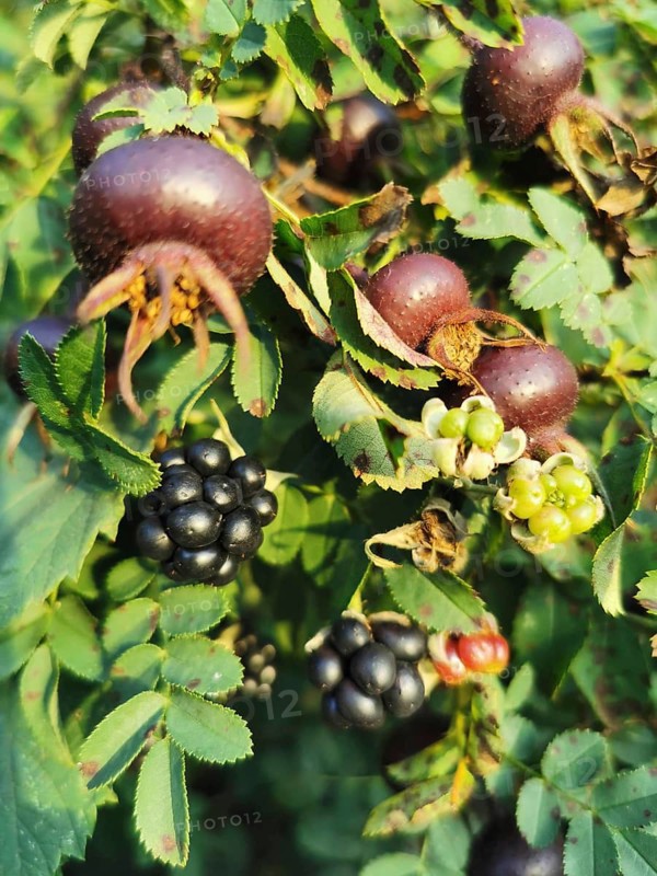 Rosehips (rosa spinosissima) and blackberries (rubus) on shrubs with green foliage in the sunlight, Franconian Forest nature park Park