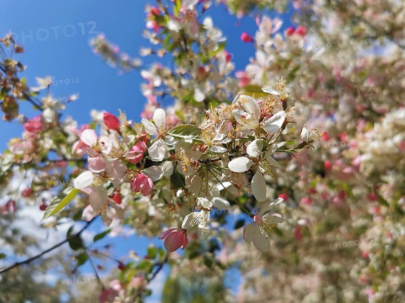 Flowering ornamental apple tree (malus) with pink and white blossoms, spring atmosphere in front of a clear blue sky, Berlin