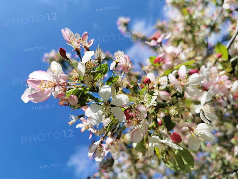 Colourful pink and white blossoms of an ornamental apple tree (malus), spring atmosphere in front of a clear blue sky, Berlin