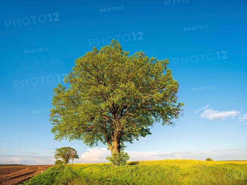 Cultural landscape in spring, old lime trees on a dirt road, grain and rapeseed fields, blue sky, evening light, Burgenlandkreis, Saxony-Anhalt, Germany