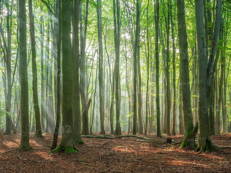 Natural old beech forest with morning fog and sun rays, Hohe Schrecke mountain range, Thuringia, Germany