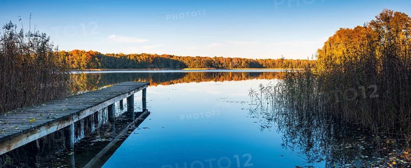 Panorama, footbridge in reeds, lake surrounded by forest in autumn, Großer Krienertsee, Schorfheide, Uckermark, Brandenburg, Germany