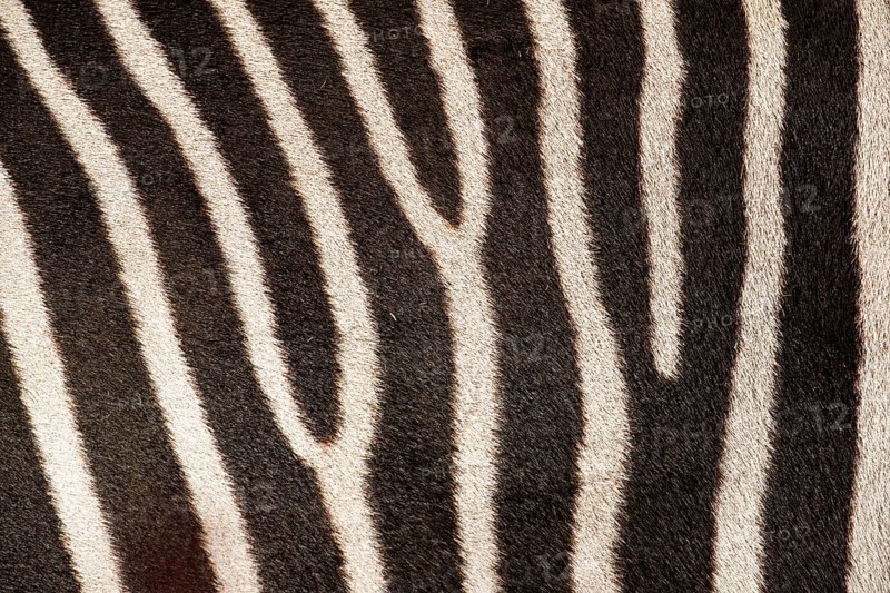 Fur pattern of a Chapman's zebra (Equus quagga chapmani). South East Africa