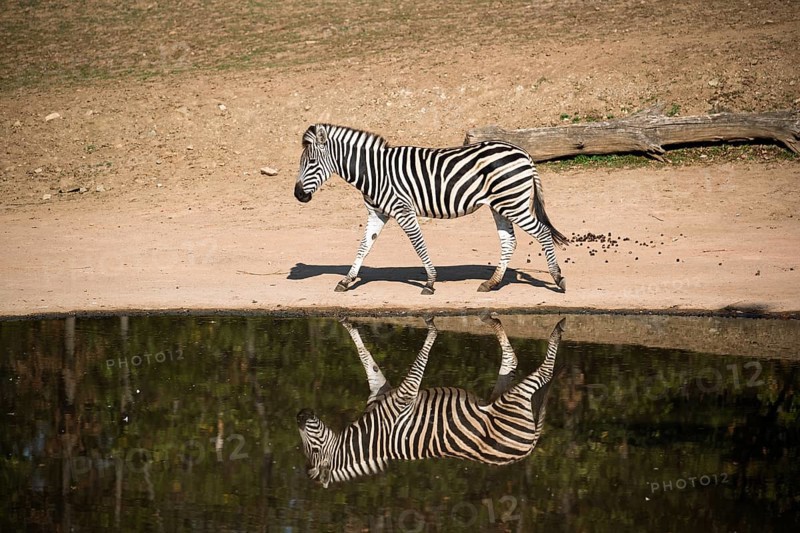 A Chapman's zebra (Equus quagga chapmani) mirrored in a waterhole on a sunny day. South East Africa