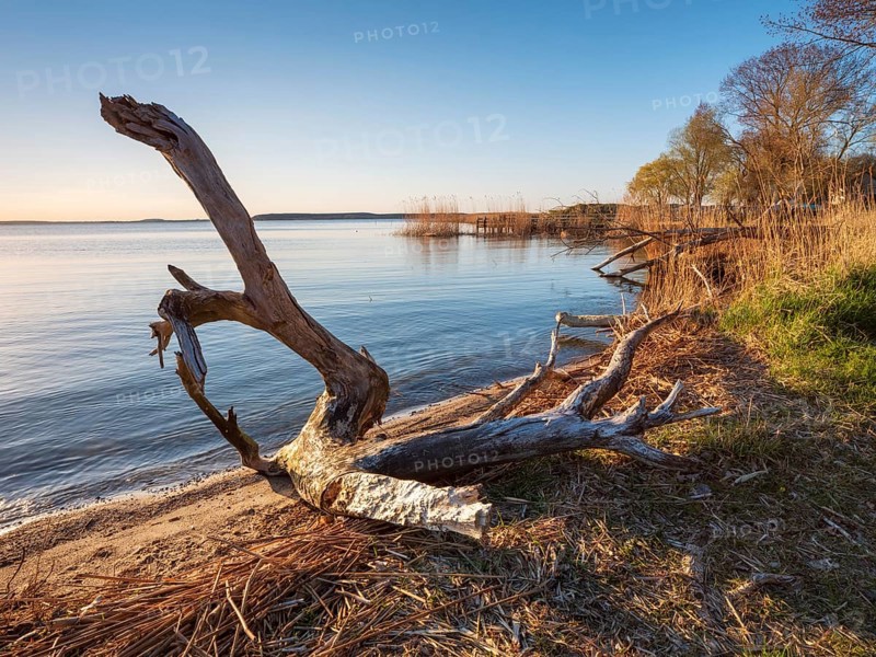 Bathing area with driftwood at Peenestrom, Lieper Winkel, Usedom island, Mecklenburg-Western Pomerania, Germany