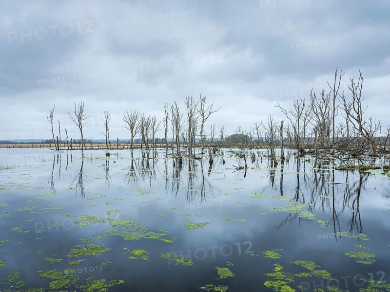 Dead trees in the moor, Galenbecker See Nature Reserve, Mecklenburg-Western Pomerania, Germany