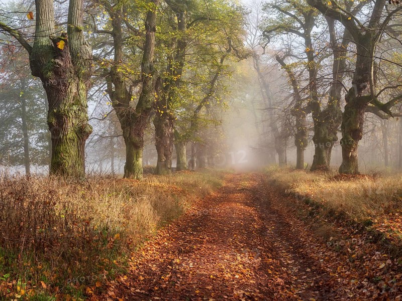 Old Linden avenue am Kyffhäuser with last colorful leaves in fog and sunshine in autumn, Kyffhäuserkreis, Thuringia, Germany