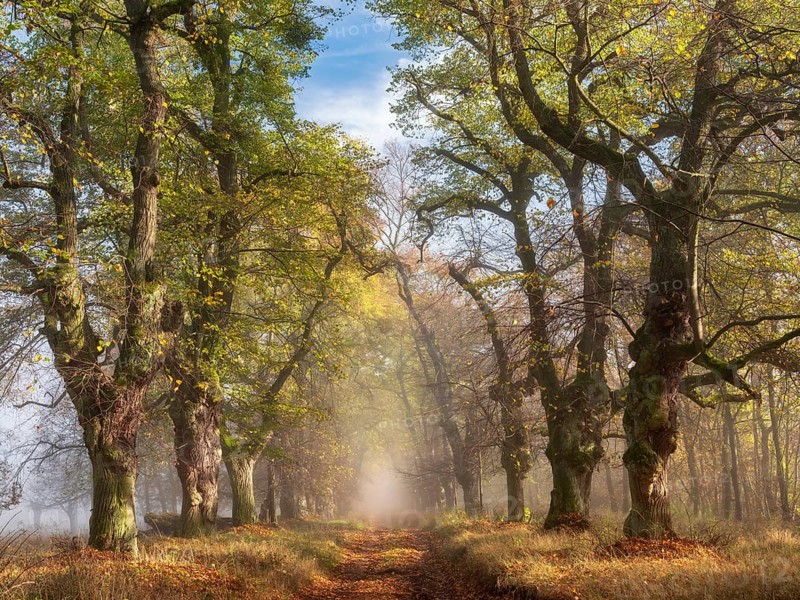 Old Linden avenue am Kyffhäuser in fog and sunshine in autumn, Kyffhäuserkreis, Thuringia, Germany