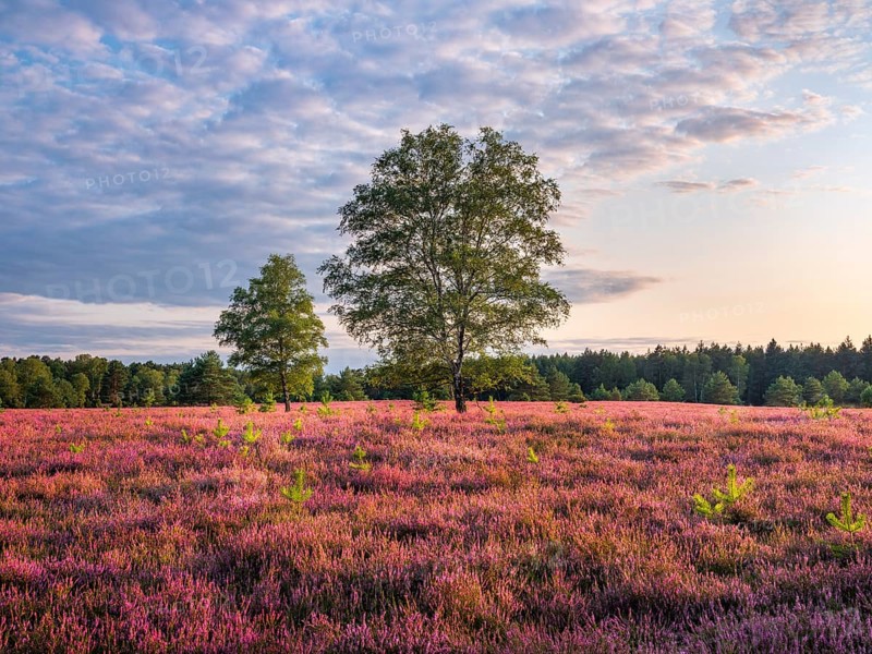 Typical heathland with blooming heather, birch and juniper in the Oberoher Heide, Lüneburger Heide, Lower Saxony, Germany