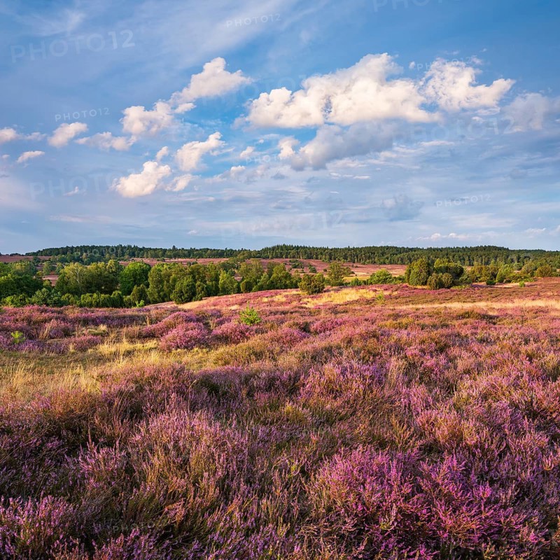 Typical heathland with blooming heather and juniper at Turmberg in the evening light, Lüneburger Heide, Oberhaverbeck, Lower Saxony, Germany
