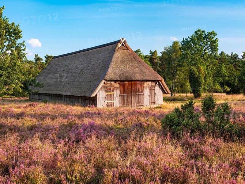 Typical heathland with blooming heather, traditional sheepfold and juniper in the evening light, Lüneburger Heide, Lower Saxony, Germany