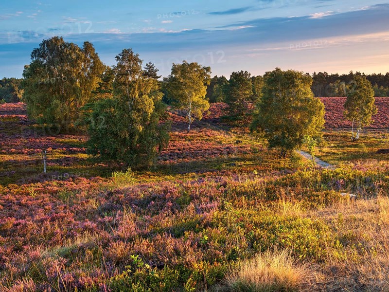 Typical heathland on Brunsberg with blooming heather and birch trees in the morning light, Lüneburger Heide, Lower Saxony, Germany