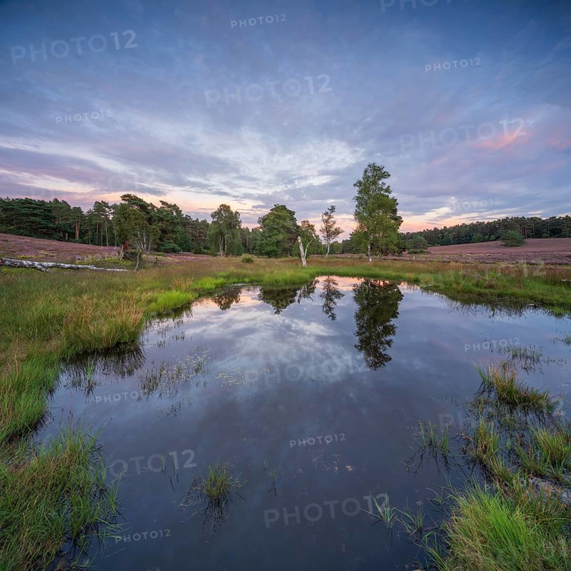Typical heathland with moor and blooming heather at dusk, fairy ponds in the Büsenbach Valley, Lüneburger Heide, Lower Saxony, Germany