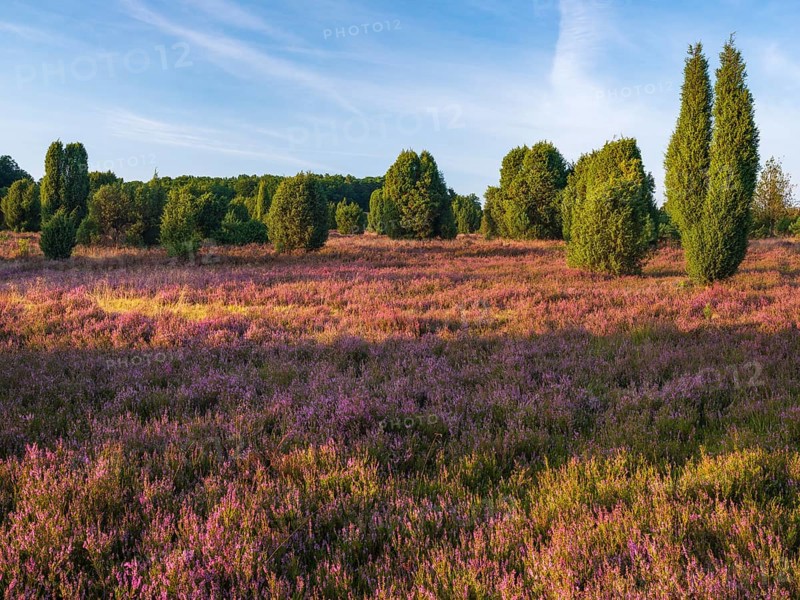 Typical heathland with blooming heather and juniper in the evening light, Lüneburger Heide, Lower Saxony, Germany