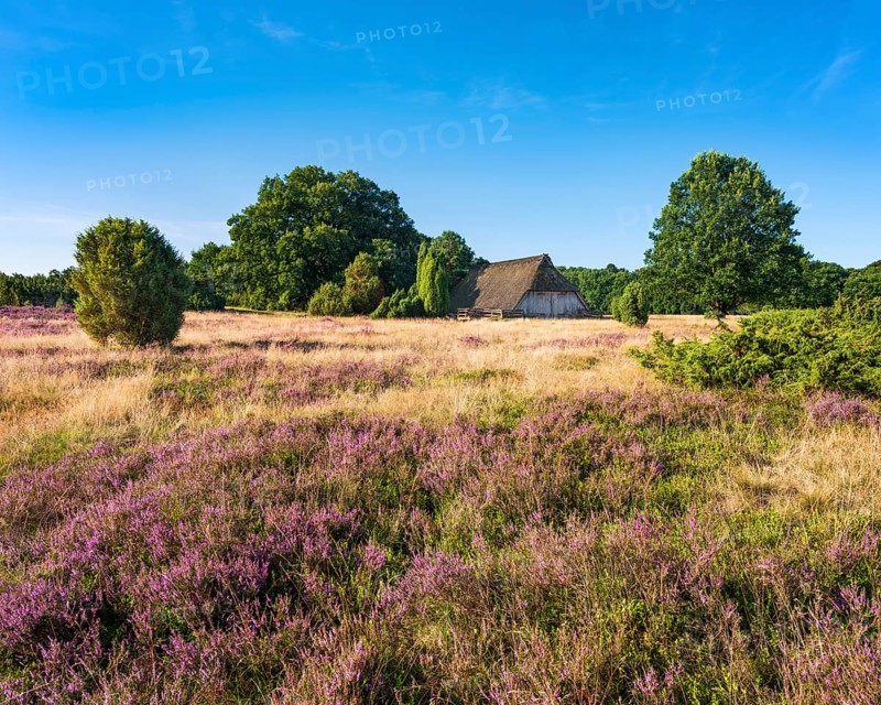 Typical heathland with blooming heather, traditional sheepfold and juniper, Lüneburg Heath, Lower Saxony, Germany