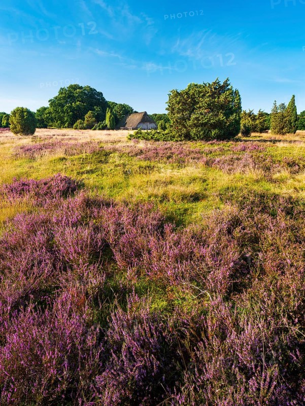 Typical heathland with blooming heather, traditional sheepfold and juniper, Lüneburg Heath, Lower Saxony, Germany
