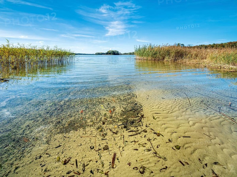 Clear lake with reed belt surrounded by forest, Prässnicksee, Schorfheide-Chorin Biosphere Reserve, Brandenburg, Germany