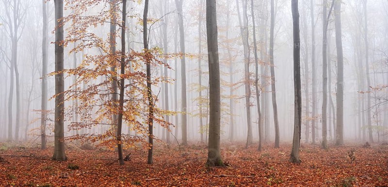 Panorama, beech forest with last colorful leaves, thick fog, Burgenlandkreis, Saxony-Anhalt, Germany