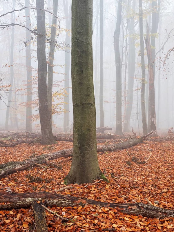 Beech forest with last colorful leaves and dead wood on the ground in autumn, thick fog, Burgenlandkreis, Saxony-Anhalt, Germany