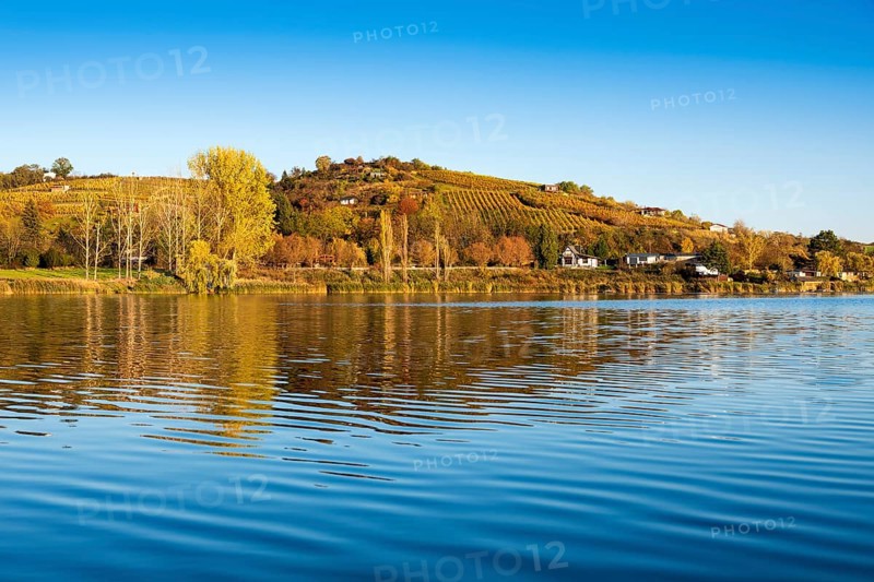 Vineyard near Rollsdorf am Bindersee in autumn, Höhnstedt wine region, Seeburg, Mansfelder Land lake area, Saxony-Anhalt, Germany