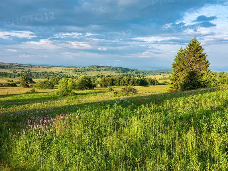 Typical landscape in the Rhön Biosphere Reserve, wildflower meadow with snake knotweed, Bischofsheim in the Rhön, Lower Franconia, Rhön, Bavarian Rhön, Bavaria, Germany