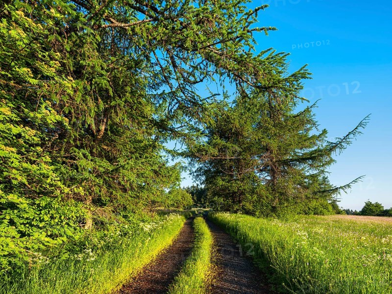Hiking trail on the edge of the forest through typical landscape in the Rhön Biosphere Reserve, Bischofsheim in the Rhön, Lower Franconia, Rhön, Bavarian Rhön, Bavaria, Germany