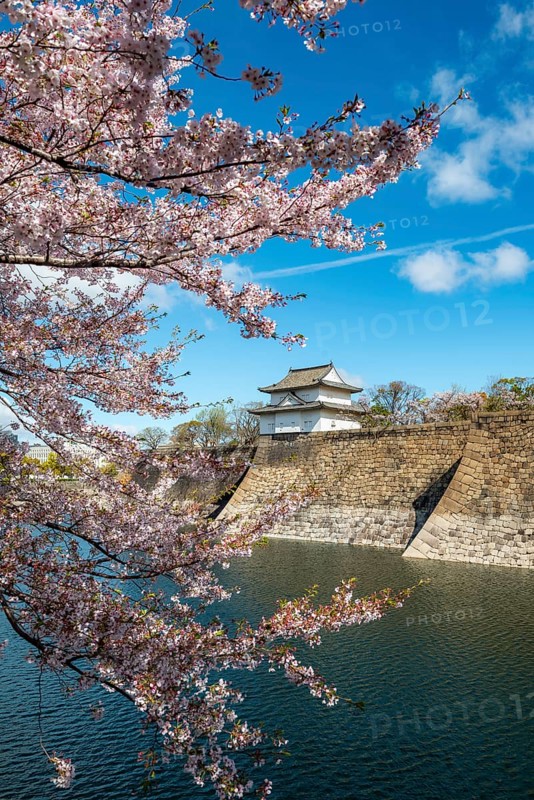 Watch tower at Osaka Castle Wall, blooming cherry trees in a moat park with water, Chuo-ku, Osaka, Japan