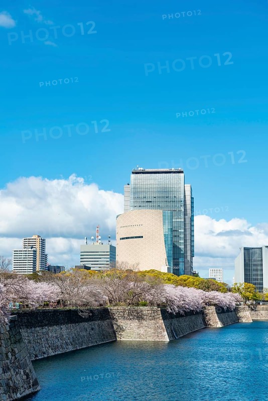Skyscrapers and cherry blossoms on the moat with water at Osaka Castle, Chuo-ku, Osaka, Japan