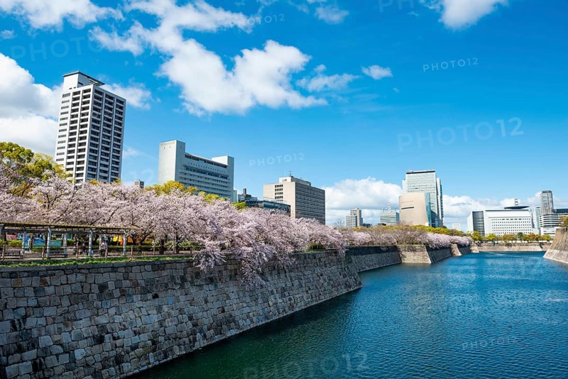 Skyscrapers and cherry blossoms on the moat with water at Osaka Castle, Chuo-ku, Osaka, Japan
