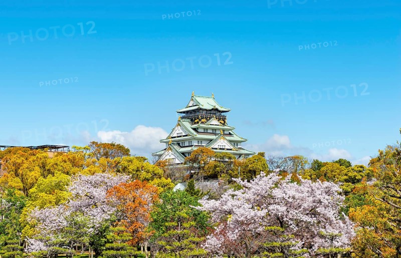 Osaka castle with blooming cherry trees in the park, Osaka Castle Park, Chuo-ku, Osaka, Japan