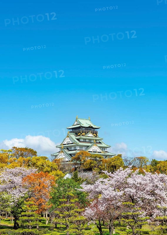 Osaka castle with blooming cherry trees in the park, Osaka Castle Park, Chuo-ku, Osaka, Japan