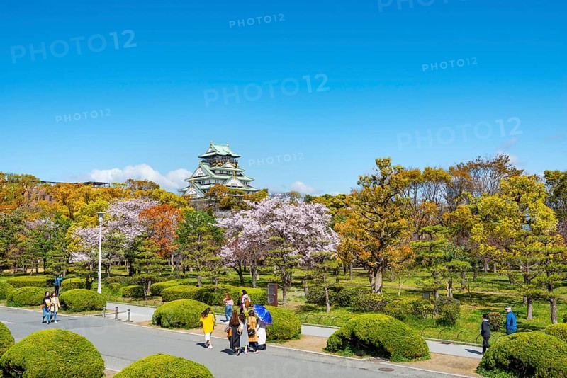 Osaka castle with blooming cherry trees in the park, visitors on a path through Osaka Castle Park, Chuo-ku, Osaka, Japan