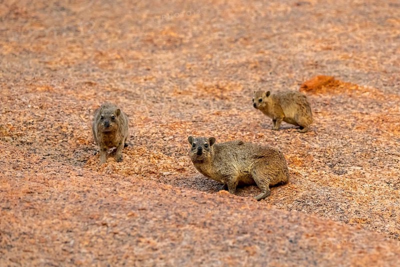 Three rock hyraxes (Procavia capensis) on stony ground in the desert landscape of Spitzkoppe, Spitzkoppe, Namibia