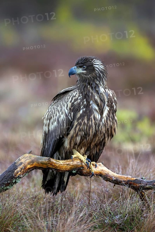 White-tailed eagle, Eurasian sea eagle, erne (Haliaeetus albicilla) juvenile perched on branch in moorland, heathland in late autumn, winter