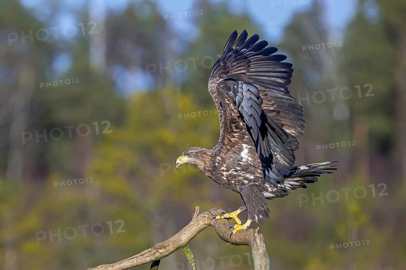 White-tailed eagle, Eurasian sea eagle (Haliaeetus albicilla) juvenile perched on branch and flapping wings in moorland in late autumn, winter