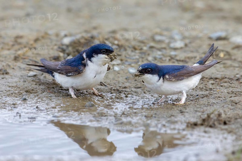 Two common house martins, northern house martin pair (Delichon urbicum) collecting mud in beak from puddle for building nest in spring