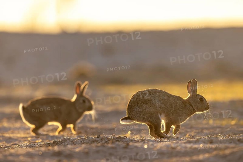 Two European rabbits, common rabbits (Oryctolagus cuniculus) running in the dunes at sunrise in spring