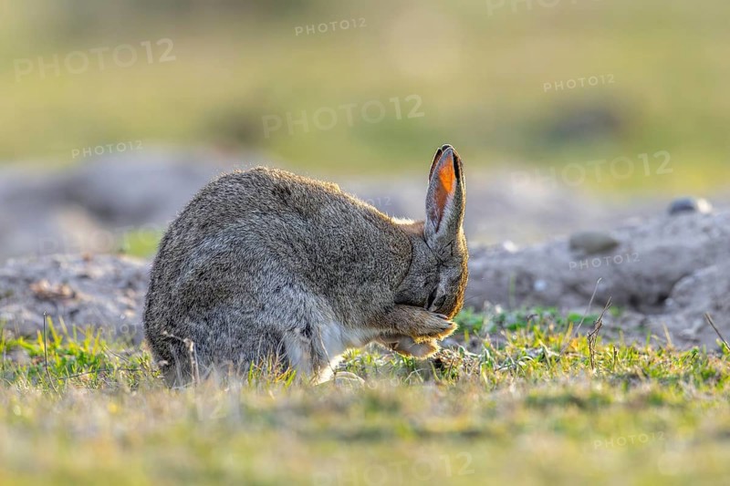 European rabbit, common rabbit (Oryctolagus cuniculus) grooming fur of its head near burrow in grassland at dawn in spring