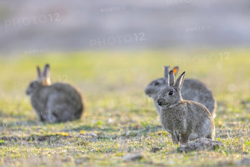 Three European rabbits, common rabbit (Oryctolagus cuniculus) sitting in grassland at dawn in spring