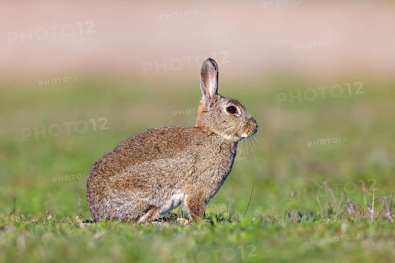 European rabbit, common rabbit (Oryctolagus cuniculus) sitting in grassland at dawn in spring