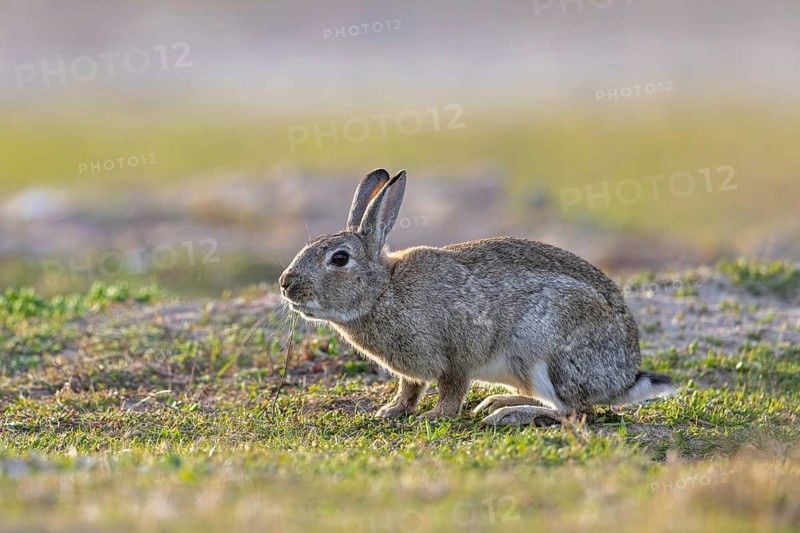 European rabbit, common rabbit (Oryctolagus cuniculus) foraging in grassland at dawn in spring