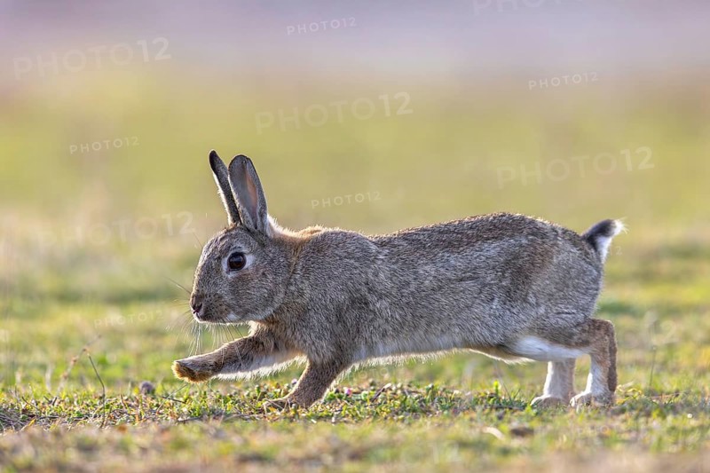 European rabbit, common rabbit (Oryctolagus cuniculus) running over grassland at dawn in spring
