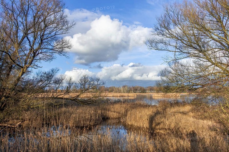 View over wetland, marshland and reed bed of the Molsbroek nature reserve and bird sanctuary in winter near Lokeren, East Flanders, Belgium