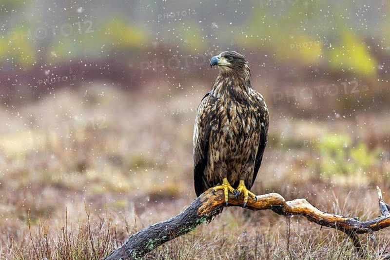 White-tailed eagle, Eurasian sea eagle (Haliaeetus albicilla) juvenile perched on branch in moorland during snow shower in late autumn, winter