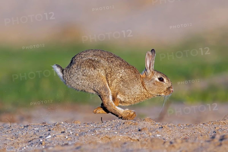 European rabbit, common rabbit (Oryctolagus cuniculus) running in the dunes at dawn in spring