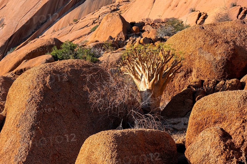 Bottle tree (Cyphostemma currorii) in the dry desert landscape with rocks, Spitzkoppe, Namibia